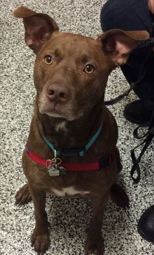 heartworm treatment walmart